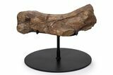 Dinosaur (Triceratops) Metatarsal w/ Metal Stand - Wyoming #356933-1